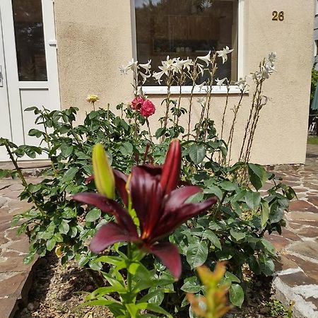 باكاو Pensiunea Casa Didina المظهر الخارجي الصورة